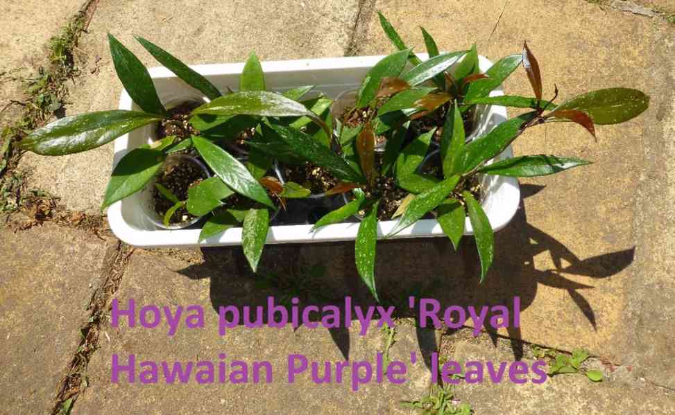 Různé rostliny rodu Hoya (Hoja) - foto 12
