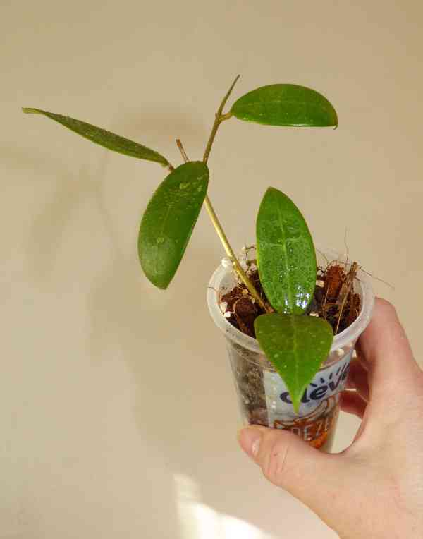 Různé rostliny rodu Hoya (Hoja) - foto 7