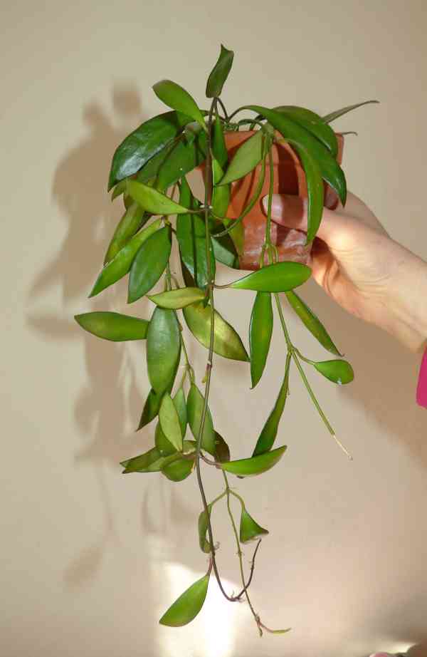 Různé rostliny rodu Hoya (Hoja) - foto 4