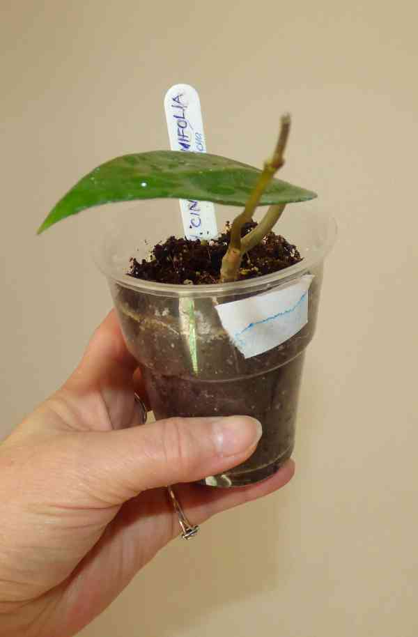 Různé rostliny rodu Hoya (Hoja) - foto 3