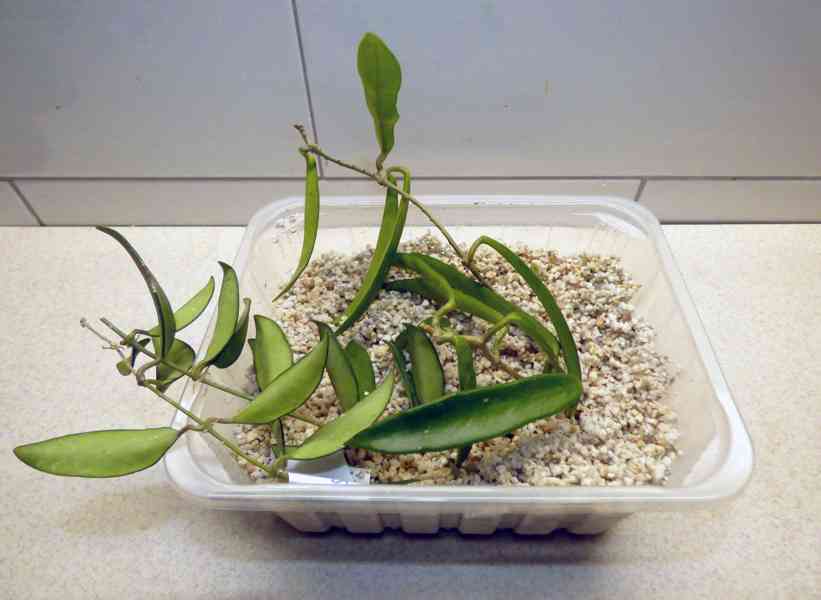 Různé rostliny rodu Hoya (Hoja) - foto 11