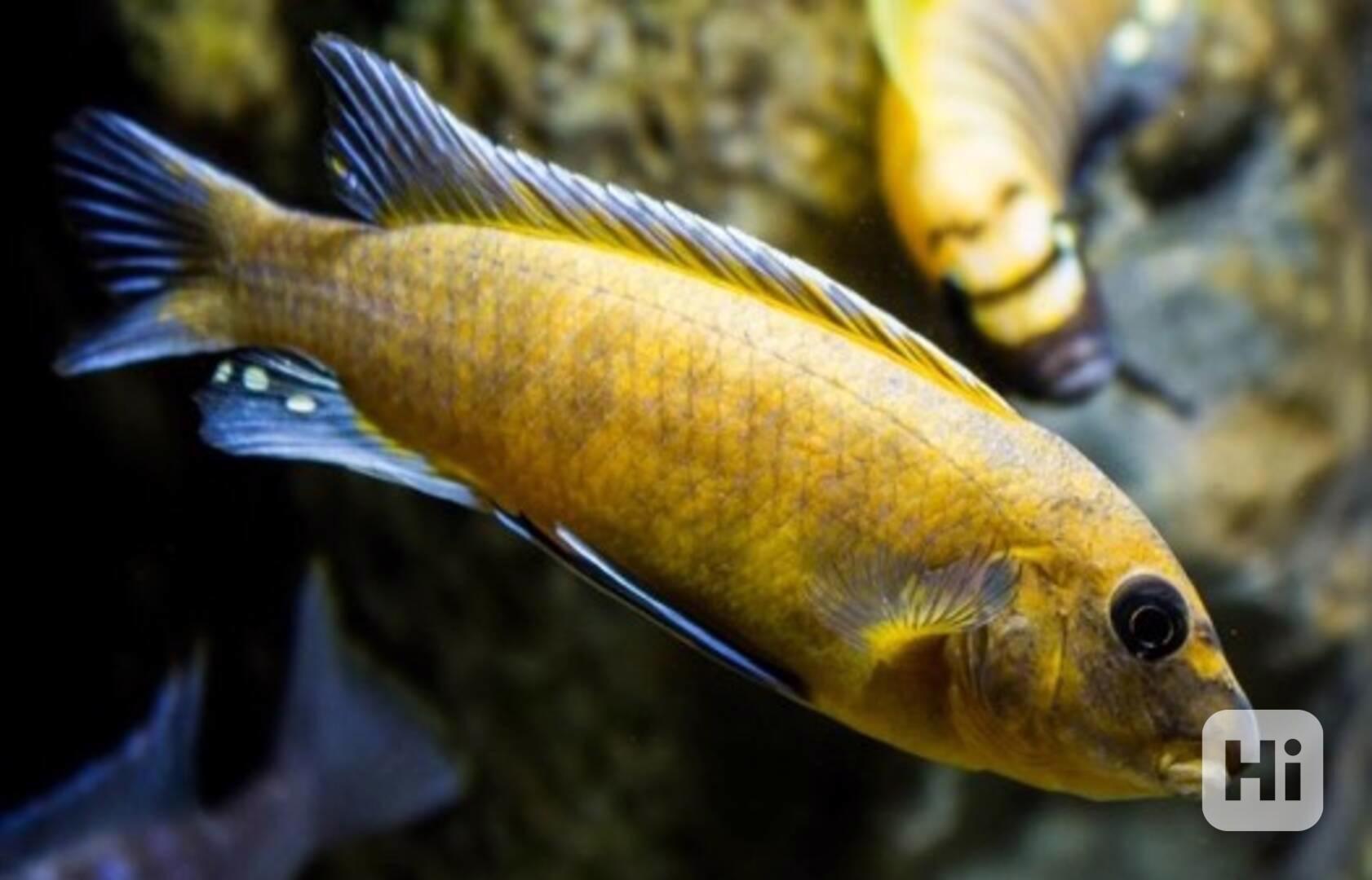 Tlamovci Malawi  - foto 1