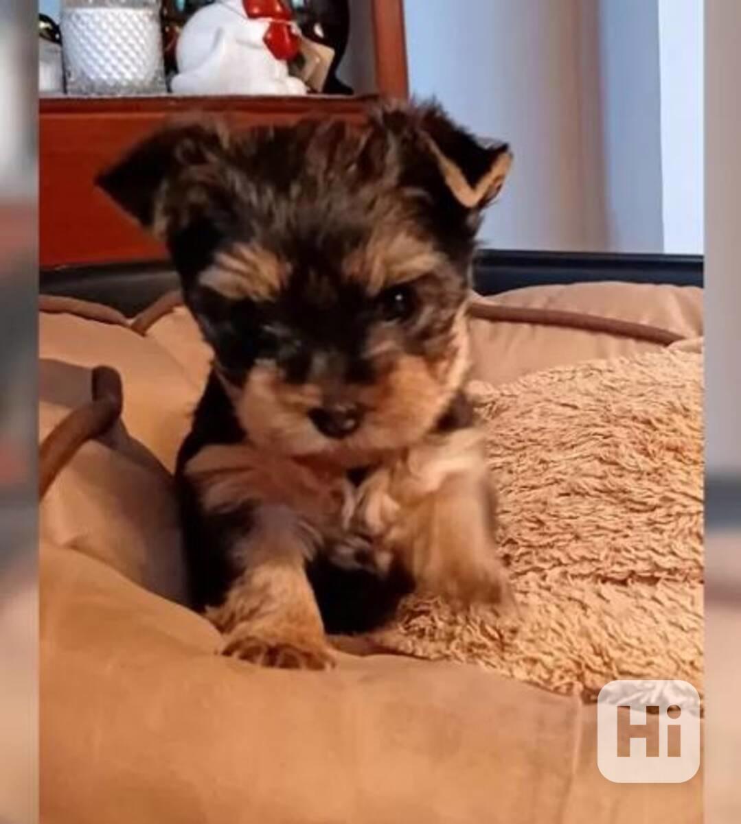 Šteniatka yorkshirského teriéra na odber dnes - foto 1