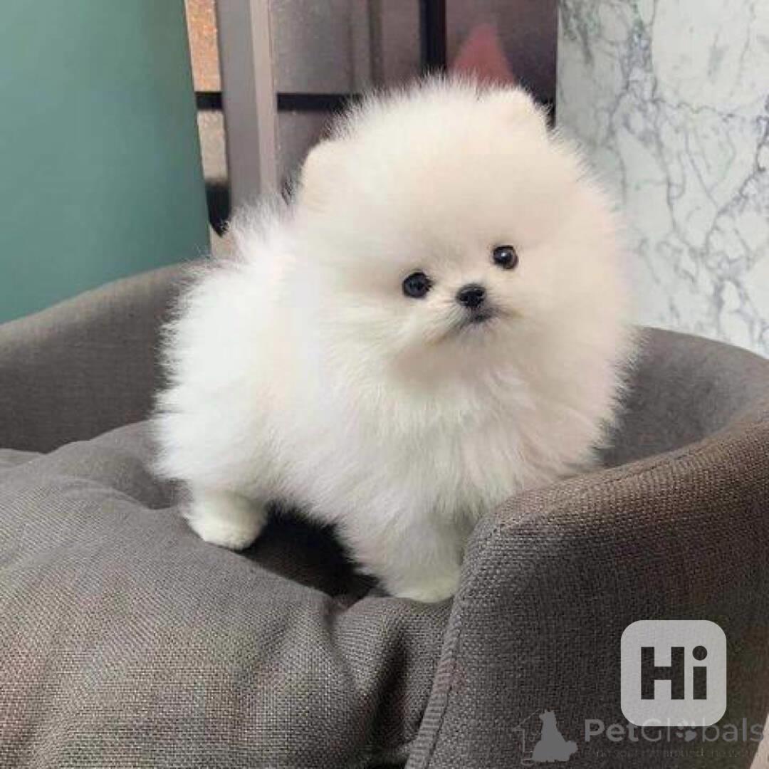 12týdenní štěňata pomeraniana na prodej - foto 1