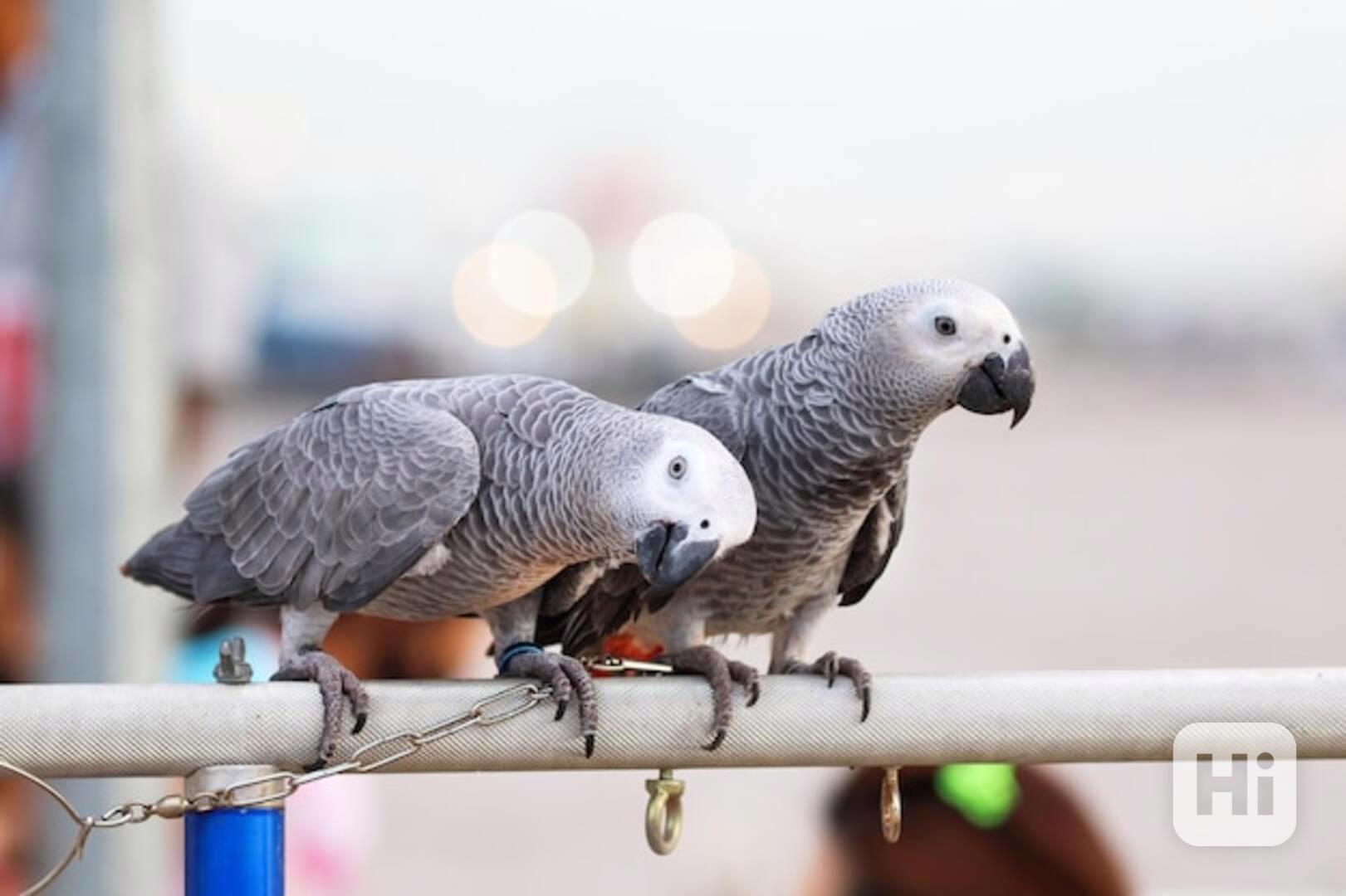 Přátelský papoušek konžský, samec a samice - foto 1
