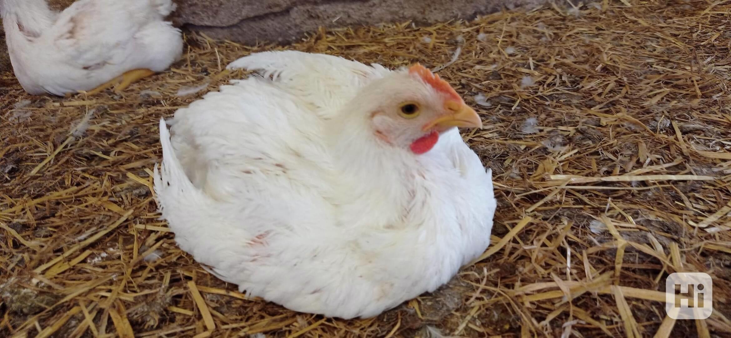 vykrmená zlatá selská brojlerová kuřata - foto 1