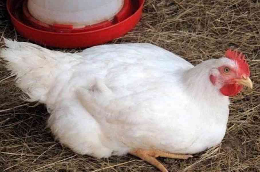 vykrmená zlatá selská brojlerová kuřata - foto 2