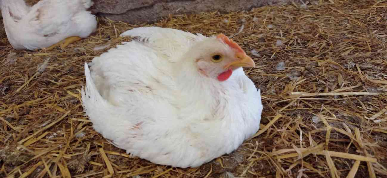 vykrmená zlatá selská brojlerová kuřata - foto 1
