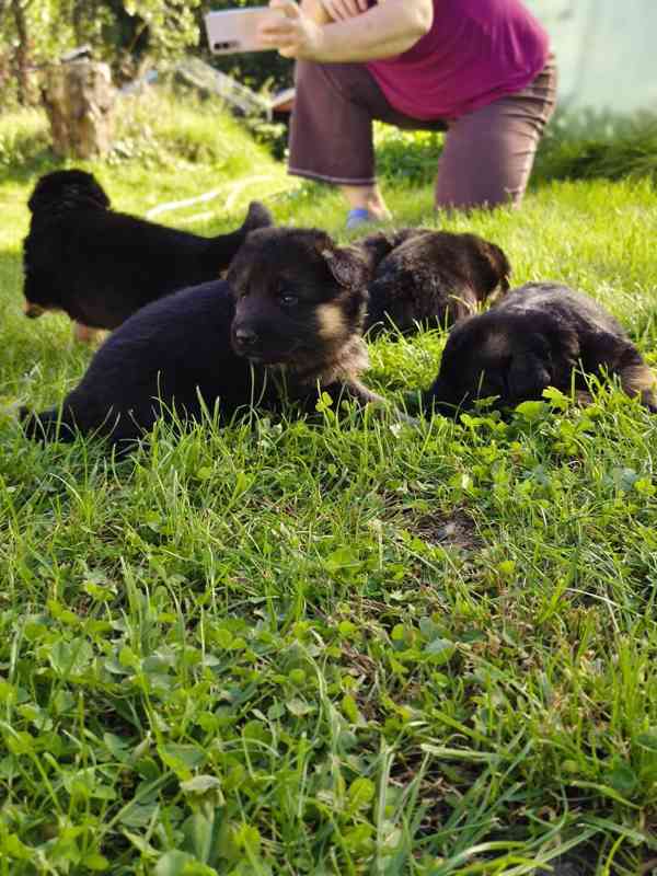 Německý ovčák - štěňátka s PP - foto 3