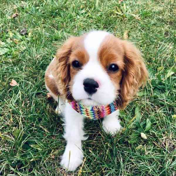 Kavalír King Charles španěl (fena) s PP k prodeji - foto 3