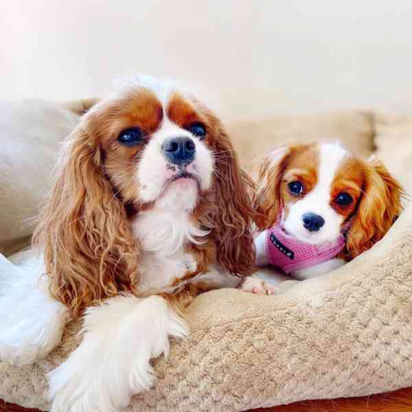 Kavalír King Charles španěl (fena) s PP k prodeji - foto 2