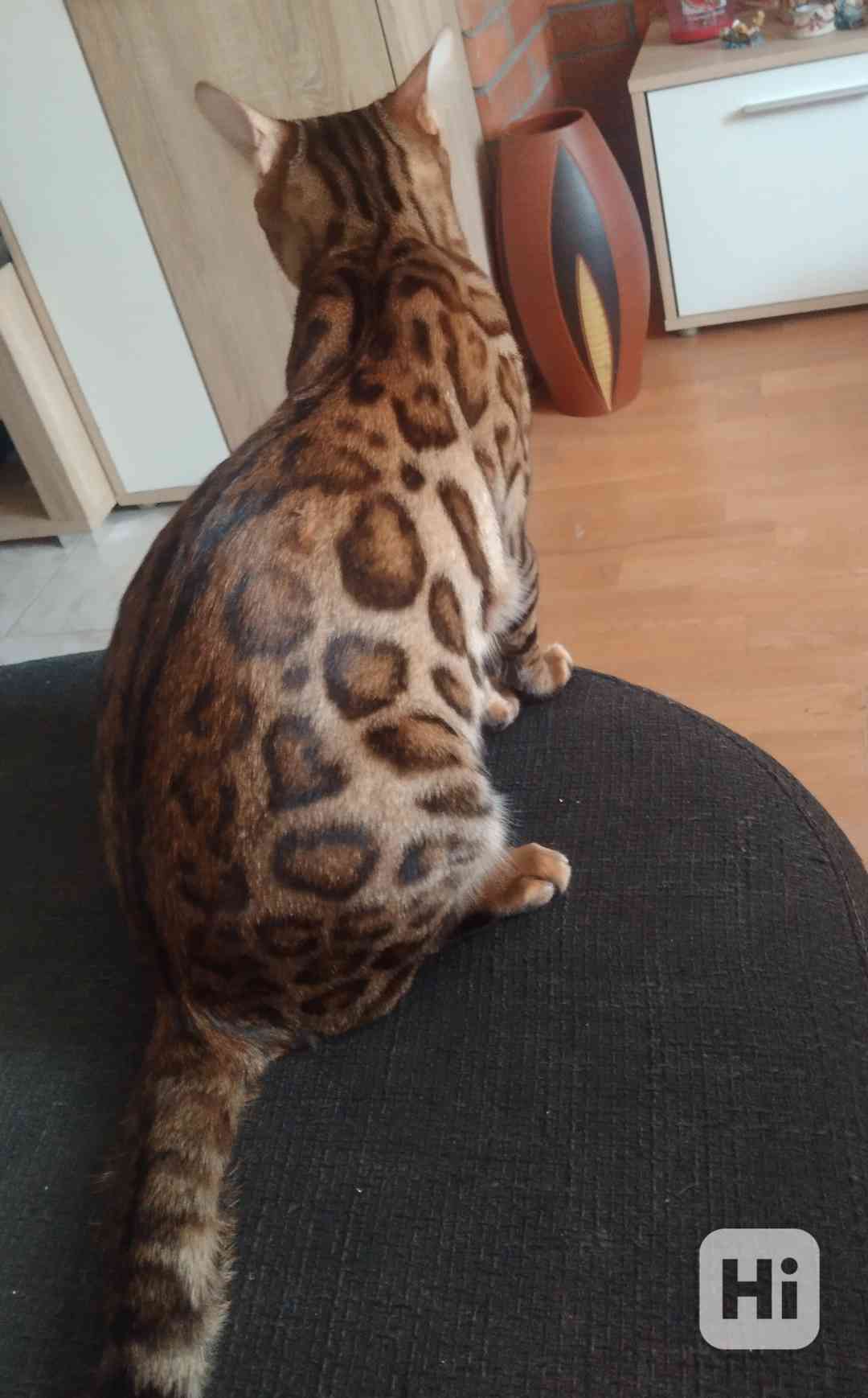 Bengalska kočka  - foto 1