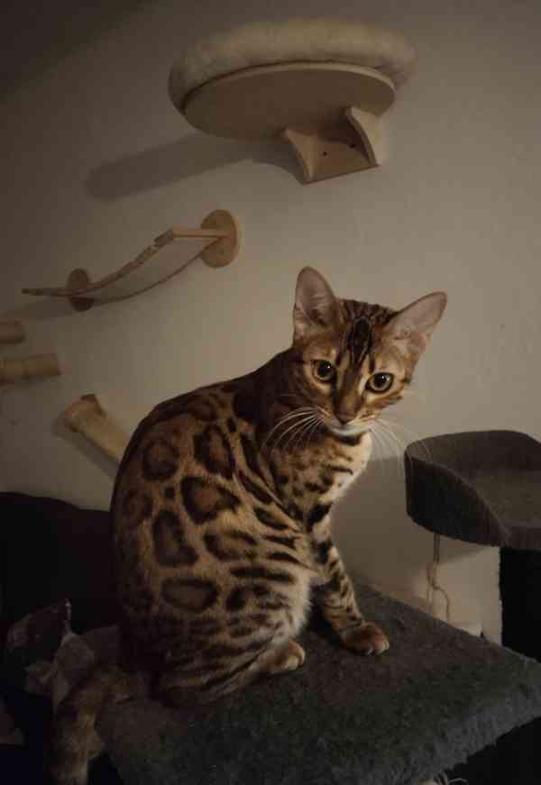 Bengalska kočka  - foto 2