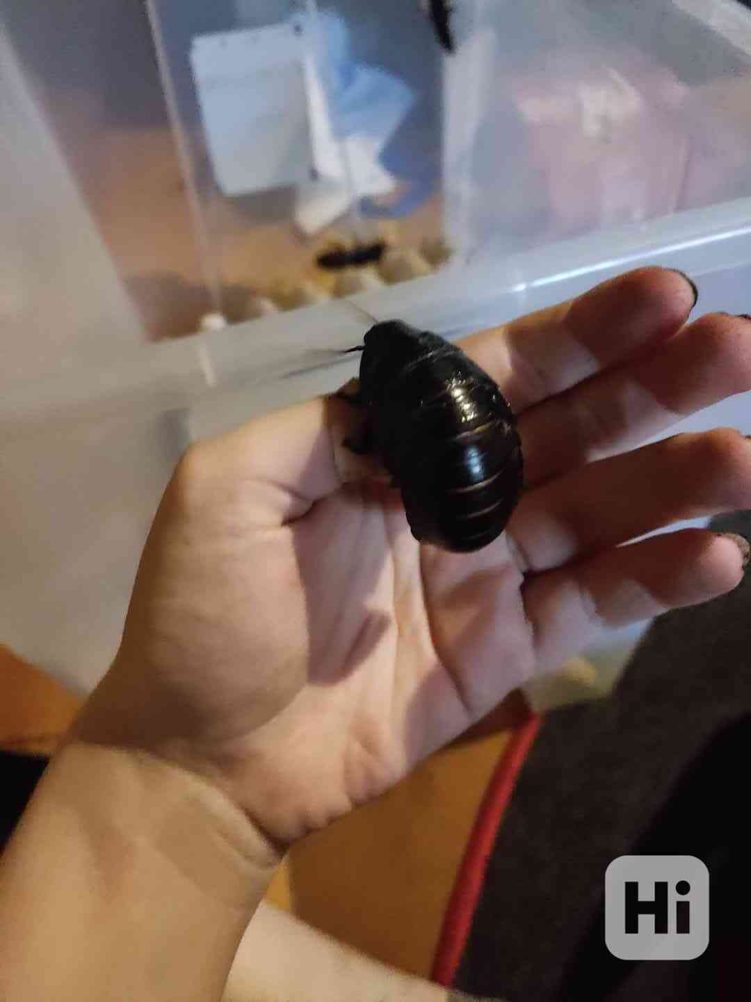 Syčící Magaraskarský Švábi Black Tiger - foto 1
