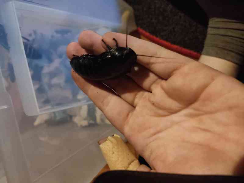 Syčící Magaraskarský Švábi Black Tiger - foto 3