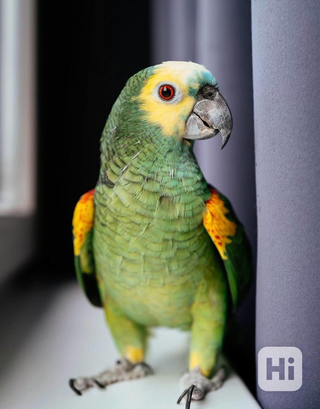 Roztomilí papoušci amazonští k dispozici - foto 1