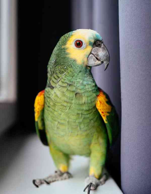 Roztomilí papoušci amazonští k dispozici