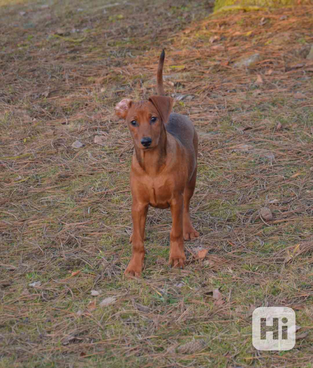 Německý pinč s PP FCI - foto 1
