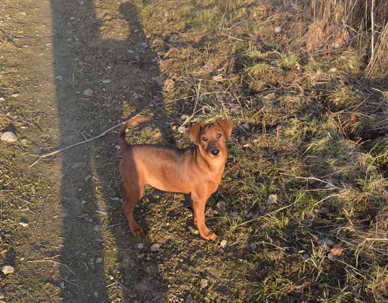 Německý pinč s PP FCI - foto 4