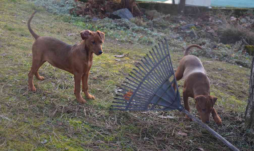 Německý pinč s PP FCI - foto 2