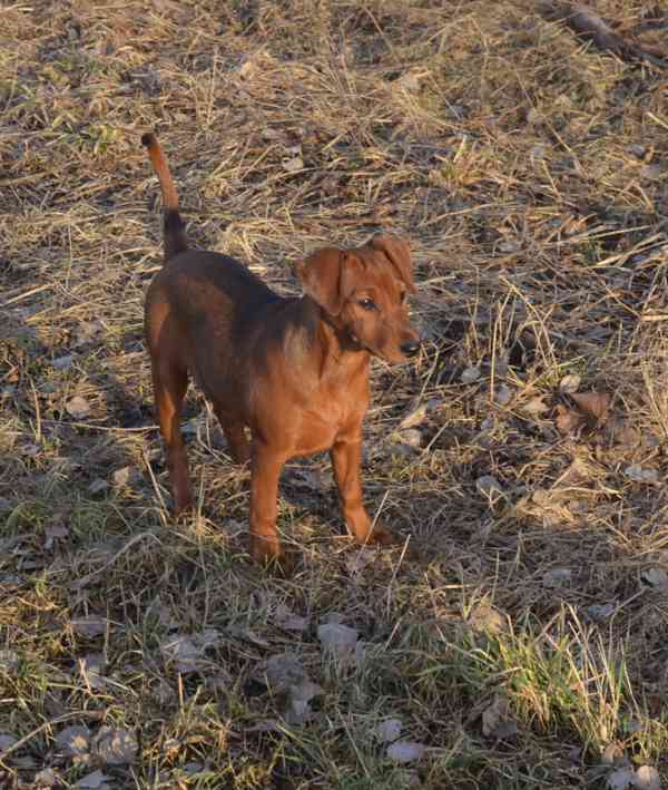 Německý pinč s PP FCI - foto 3