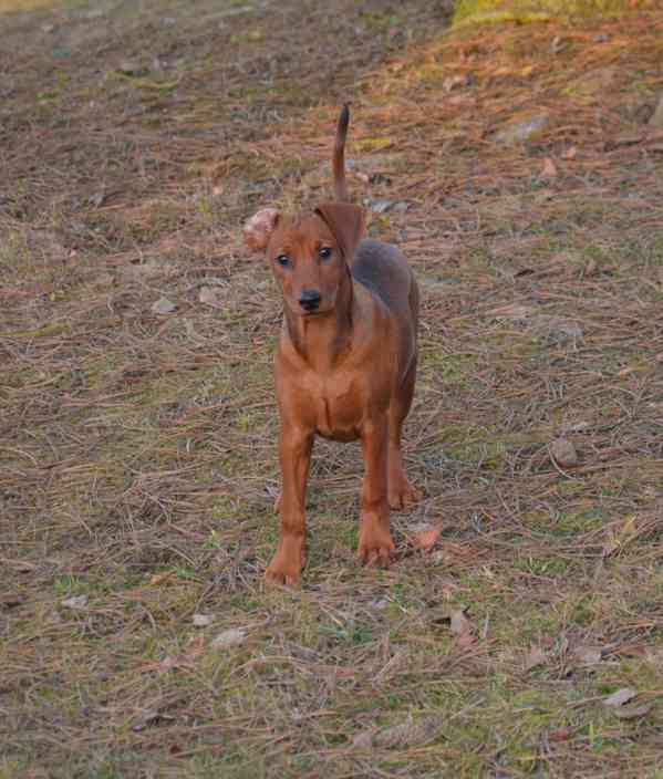 Německý pinč s PP FCI - foto 1