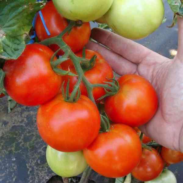 semena rajče Palava F1 - foto 1