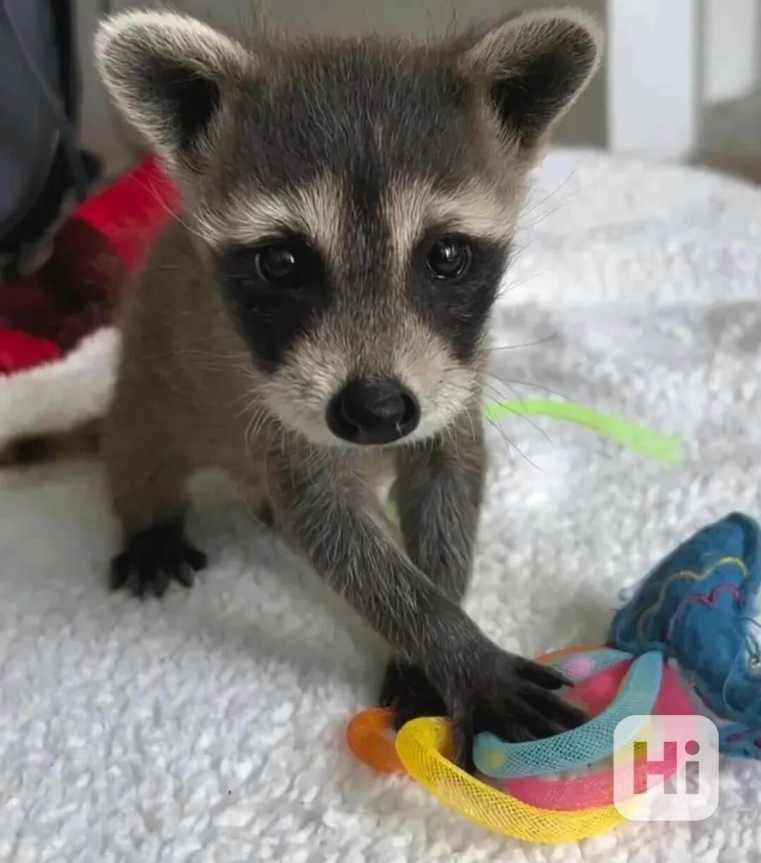 Mláďata mývala k dispozici - foto 1