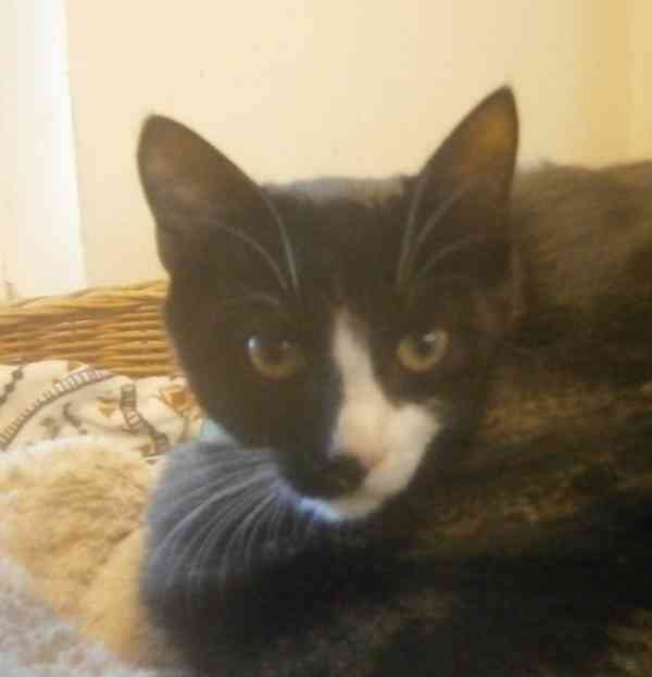 Mazlivý, klidnější 5,5-6měsíční černobílý kocourek Body - foto 1