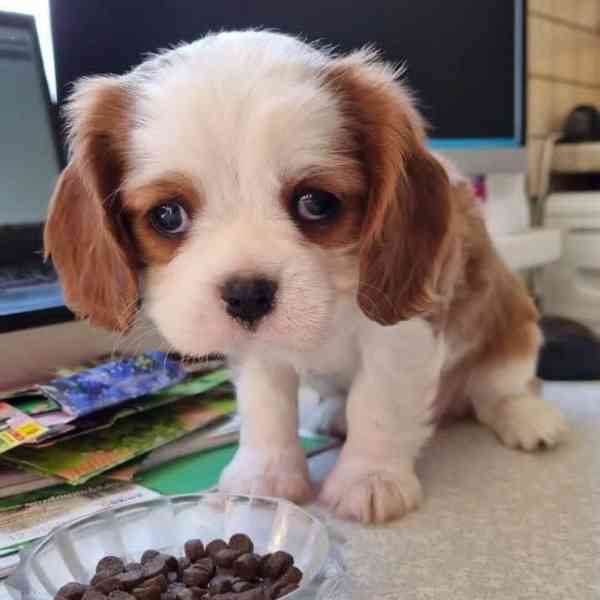 Kavalír King Charles španěl - foto 5