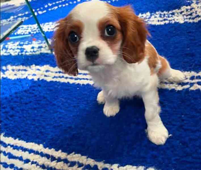 Kavalír King Charles španěl - foto 2