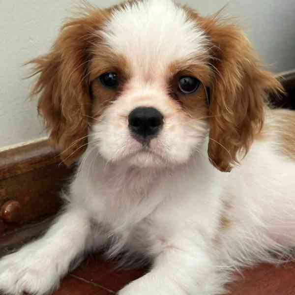 Kavalír King Charles španěl - foto 4
