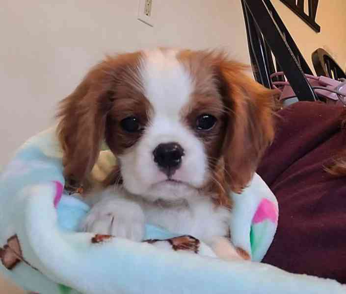Kavalír King Charles španěl - foto 6