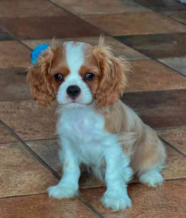 Kavalír King Charles španěl - foto 3