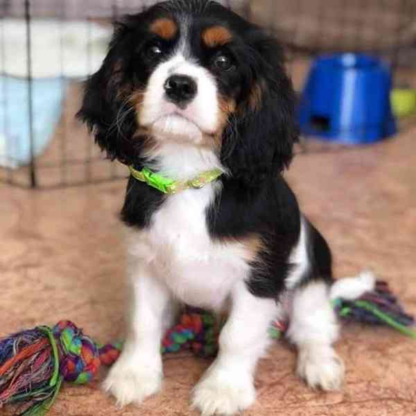 Kavalír King Charles španěl - foto 1