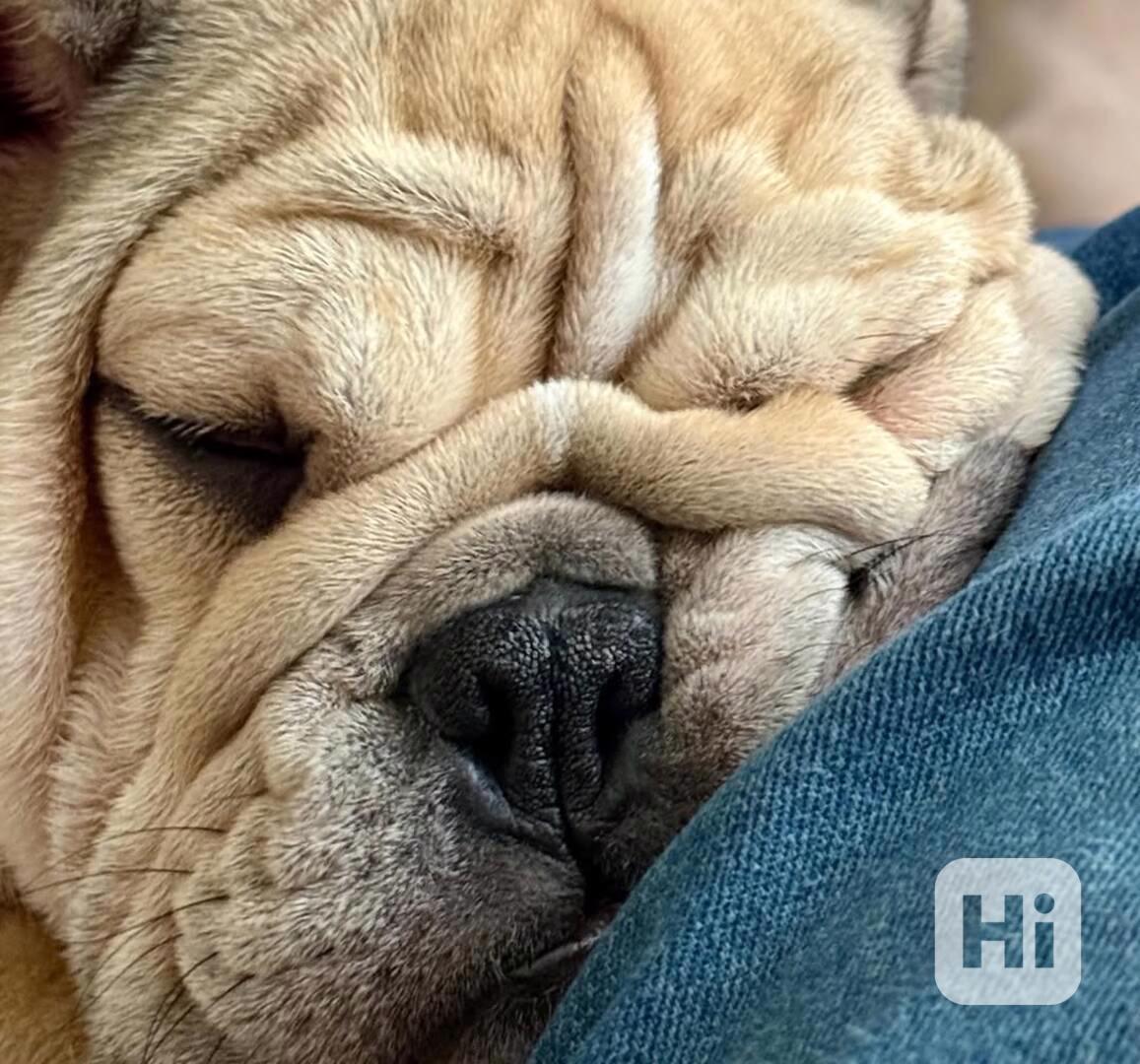 Milující anglický buldok hledá starostlivý domov navždy 🐾 - foto 1