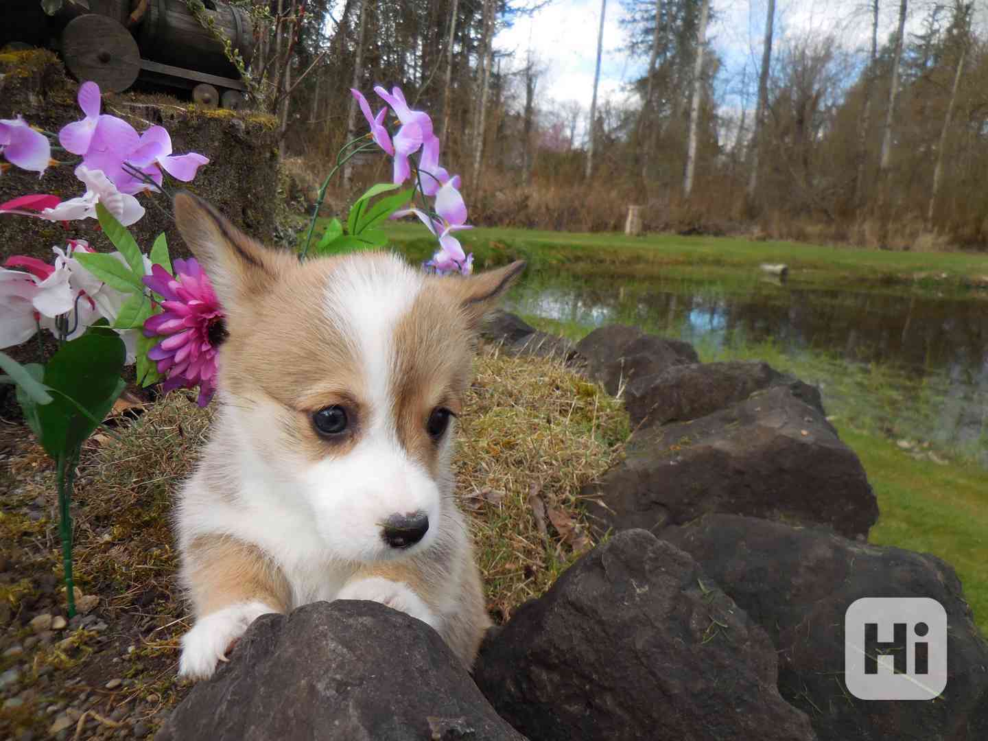 Štěňata velšského corgi pembroke k dispozici - foto 1