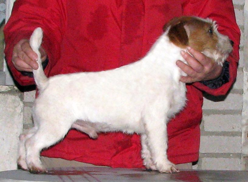 Jack Russell teriér – poslední štěně - pejsek s PP k odběru - foto 10