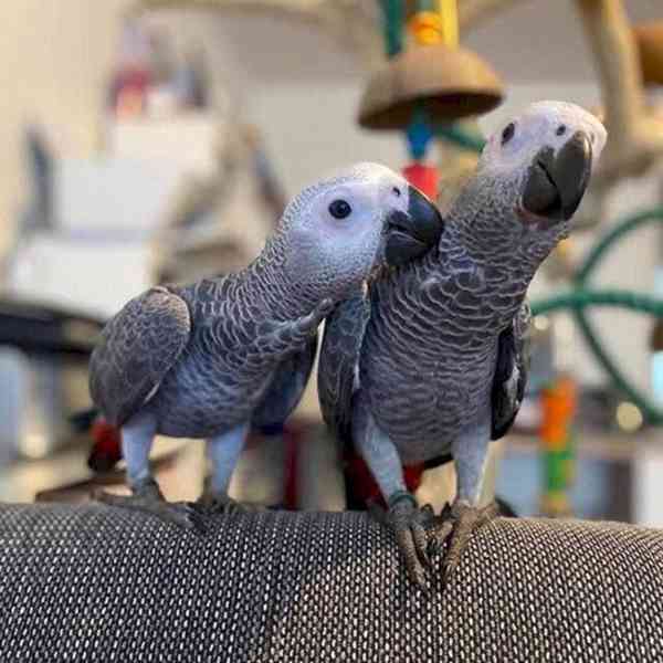 K dispozici jsou zdraví afričtí šedí papoušci - foto 1