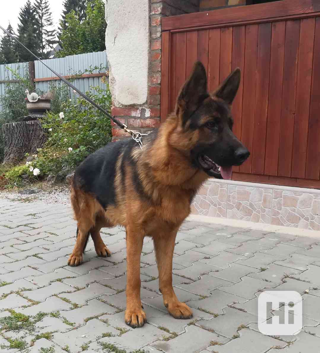 Prodám 10měsíčního německého ovčáka (pes) - foto 1