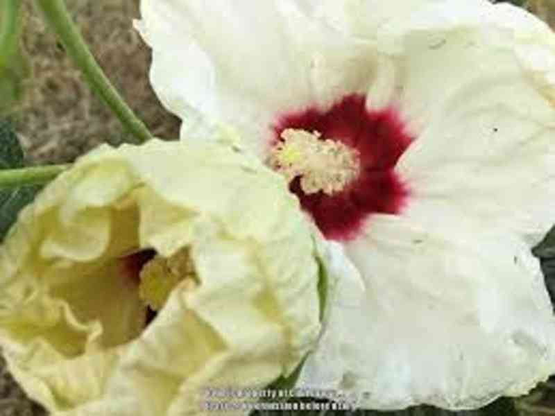 semena - velkokvětý Ibišek bahenní hibiscus moscheutos - foto 6