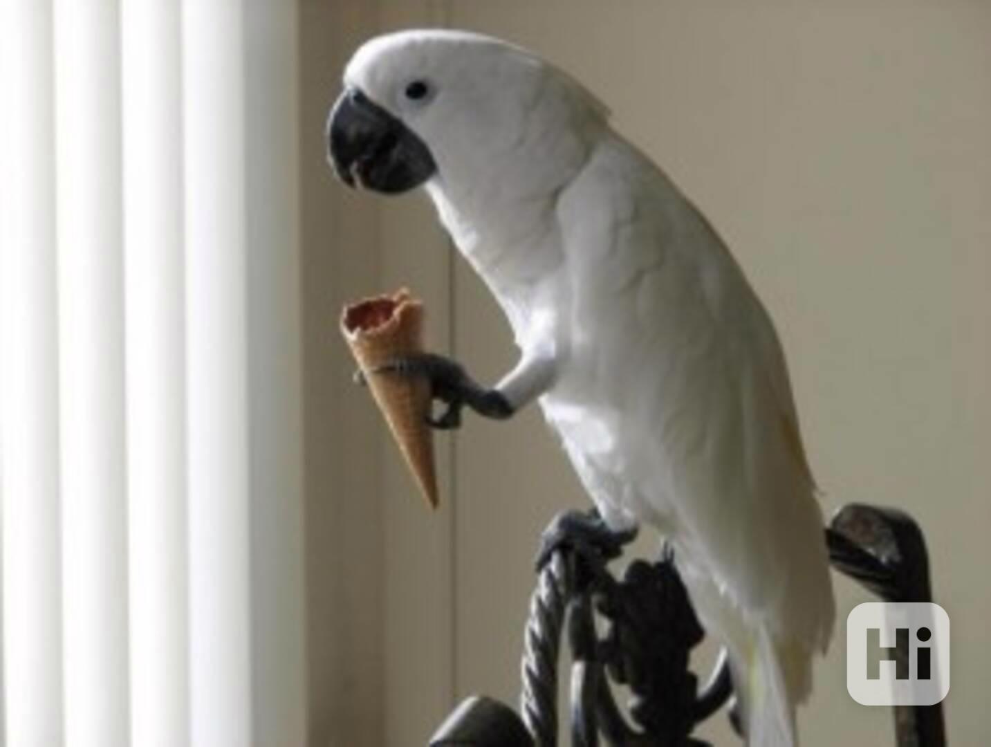 Krásní papoušci kakadu deštníkovití - foto 1