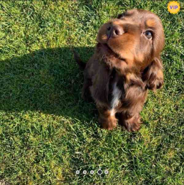 Seznamte se s "Buddy," kouzelným čokoládovým anglickým kokrš - foto 2