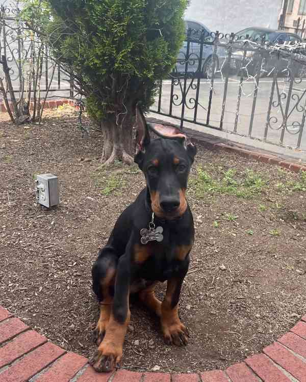 Štěně dobermana k ochraně. - foto 3