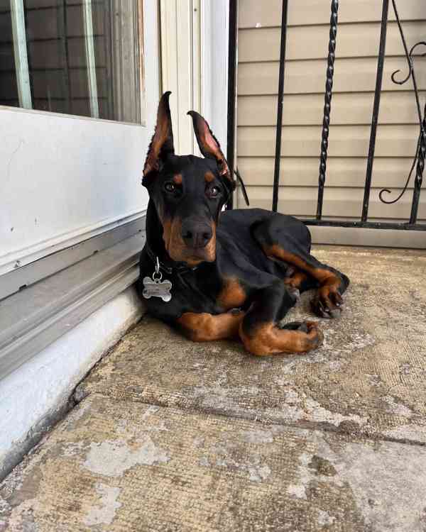 Štěně dobermana k ochraně.