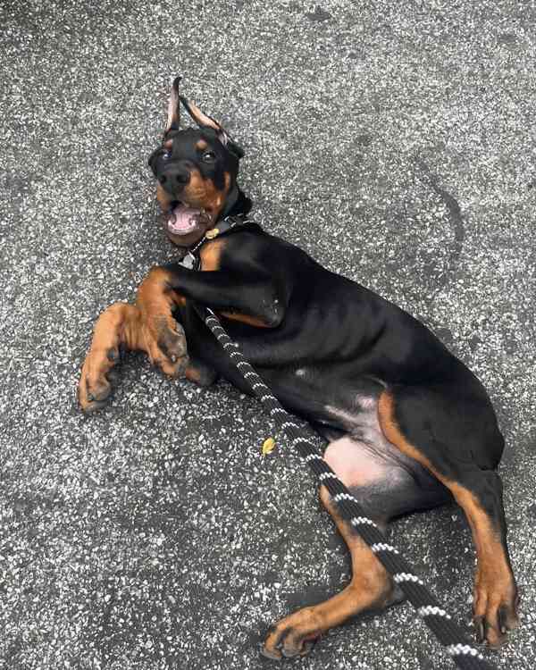 Štěně dobermana k ochraně. - foto 2