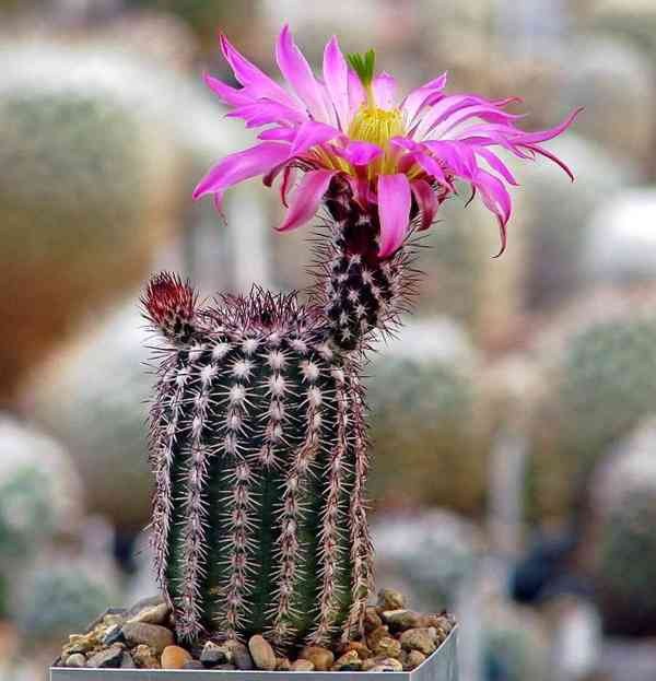 Kaktus Echinocereus bristolii SB 463 - semena