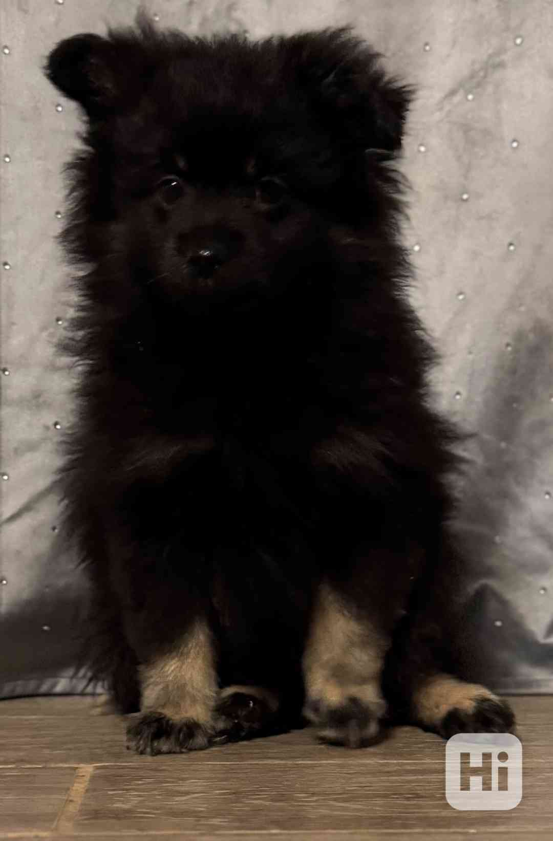 Pomeranian  - foto 1