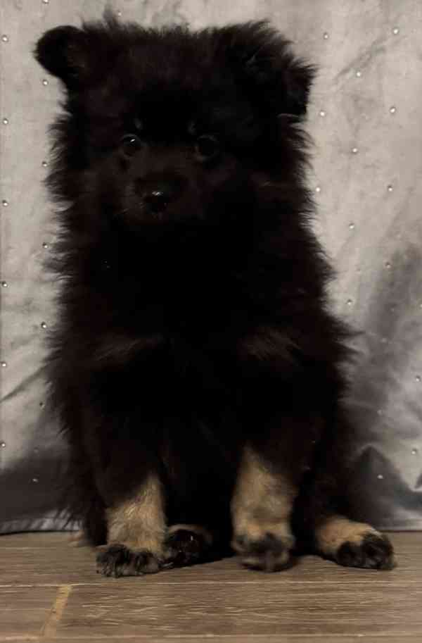 Pomeranian  - foto 1