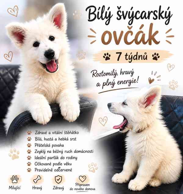 Štěně bílý švýcarský ovčák s PP - foto 3